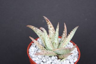 Aloe Cv White Lightning,  Exotic Hybrid Rare White Color Succulent Plant 4 " Pot