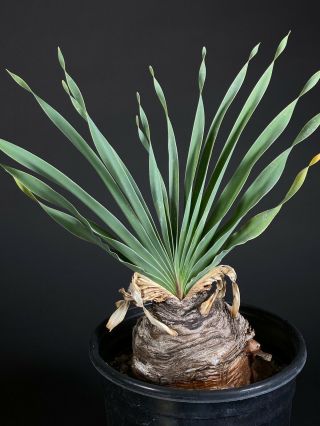 Boophane Disticha Specimen - Rare Caudex,  Bulb,  African Succulent
