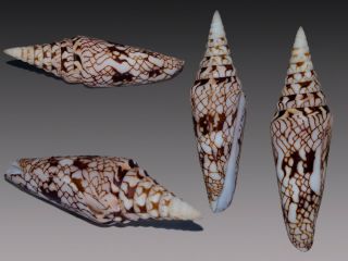 Seashell Conus Milneedwardsi Ultra Rare Gorgeous Dark 83.  1 Mm F,  /gem