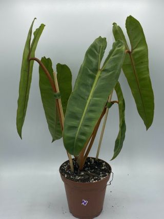 Philodendron Billietiae Rooted In 4” Pot (rare Aroid) - Usps Insured (medium) (n)
