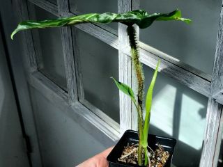 Aroid Philodendron Verrucosum,  red back,  terrarium culture,  RARE 3