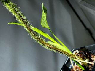 Aroid Philodendron Verrucosum,  red back,  terrarium culture,  RARE 6