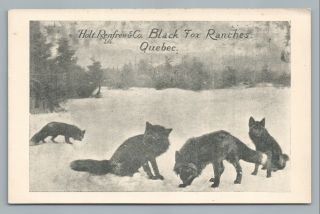 Black Fox Fur Ranch Quebec Holt Renfrew & Co Advertising—rare Antique 1910s