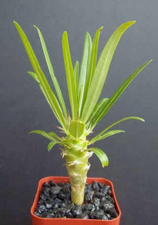 Rare Pachypodium Geayi Madagascar Palm Plant Cactus Cacti Caudex Bonsai 2 " Pot
