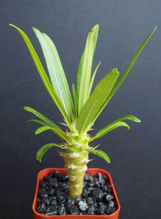 Pachypodium Geayi @ Rare Madagascar Palm Plant Cactus Cacti Caudex Bonsai 2 " Pot
