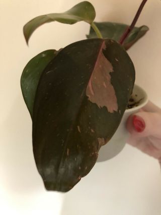 Gorgeous Philodendron Pink Princess Rare Aroid Full Plant Not Monstera