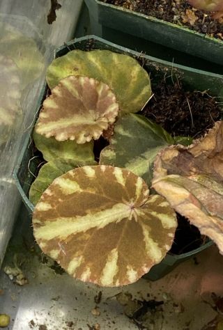 Begonia Cleopatrae Rare Terrarium Plant