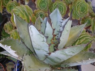 Shark like HUGE RARE TITANOTA Dwarf Agave with pup Rooted Plant 2