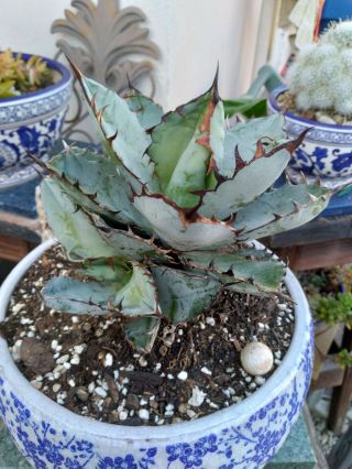 Shark like HUGE RARE TITANOTA Dwarf Agave with pup Rooted Plant 3