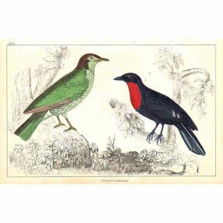 Araponga Summer Bird & Red Breasted Fruit Crow - Hand Coloured Antique Print C1850