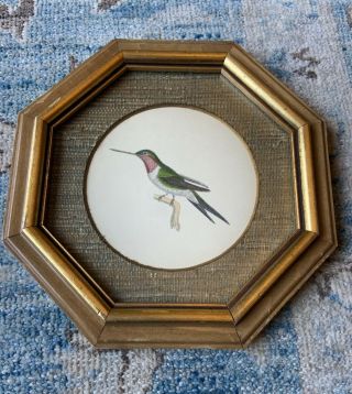 Rare | Hand Colored Framed Engraved Hummingbird | Rudolf Lesch Jardin Birds 1834