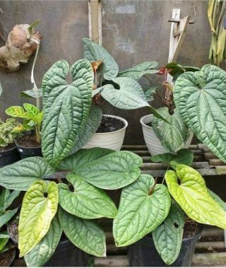 Anthurium Luxurians - Grade Rare Aroid,  Dhl Expres Phytosanitary Indonesia