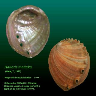 Japanese Sea Shells　haliotis Madaka 199.  8mm Rare Huge Beautiful　abalone Shell