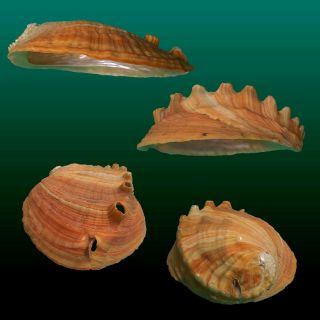 Japanese sea shells　Haliotis madaka 199.  8mm RARE HUGE BEAUTIFUL　Abalone shell 2