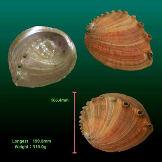 Japanese sea shells　Haliotis madaka 199.  8mm RARE HUGE BEAUTIFUL　Abalone shell 3