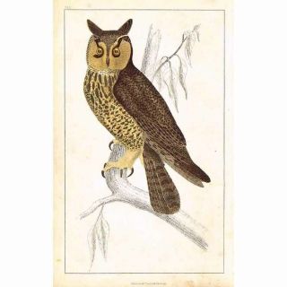 Long Eared Owl - Hand Coloured Antique Print C1850
