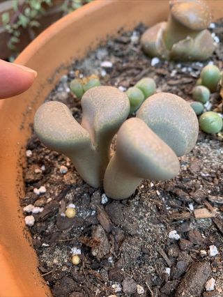 2 Head Rare Lithops,  Living Stone,  3 - Year - Old Mature Plant,  Succulent.