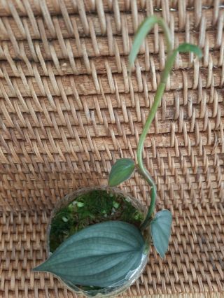 Philodendron Burle Marx Fantasy Very Healthy Rooted Starter Plant Rare Aroid