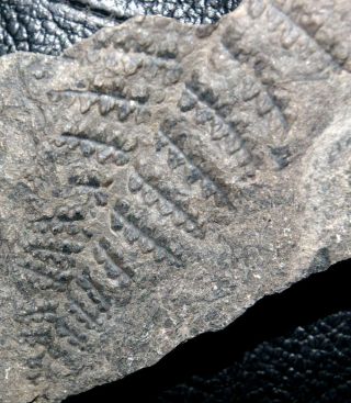 Sphenopteris Hoeninghausi,  Very Rare Carboniferous,  Pennsylvanian Fossil Plant