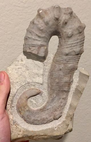 Rare France Fossil Ammonite Huge Ancyloceras Cretaceous Dinosaur Age Hetomorphic