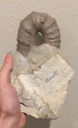 RARE France Fossil Ammonite HUGE Ancyloceras Cretaceous Dinosaur Age Hetomorphic 2