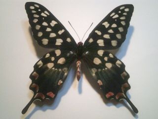 Real Insect/butterfly Set/spread B6805 Rare Male Papilio Antenor Red Spots