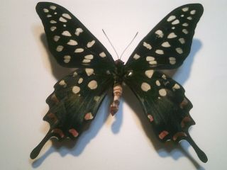 Real Insect/butterfly Set/spread B6798 Rare Male Papilio Antenor Red Spots