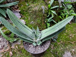 Gasteria Hybrid & Rare / Cactus Succulent