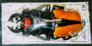 Lucanidae Odontolabis Sp 58mm A1 - (loose Tarsi,  Complete) Borneo,  Sabah - Rare