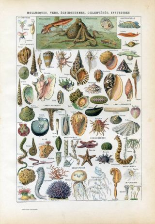 Shellfish,  Molluscs,  Snail Antique Lithograph Print.  Larousse C1920