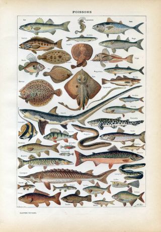 Fish,  Shark,  Skate Antique Lithograph Print.  Larousse C1920