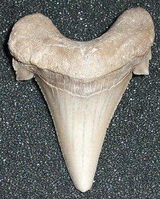 Rare 1 3/4 " Partially Serrated Otodus Aksuaticus Tooth - Early Eocene,  Kz
