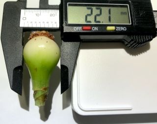 Hippeastrum bukasovii extremely rare EXQUISITE amaryllis species bulb 2.  2cm dia 3