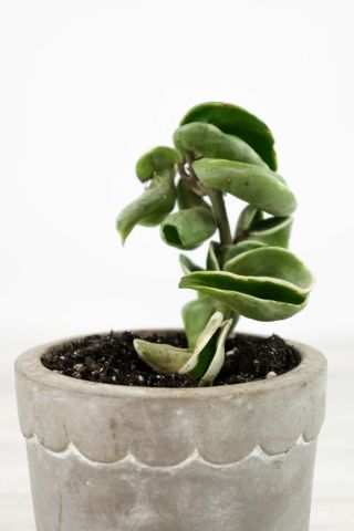 Variegated Hoya Carnosa ‘compacta’ - (“hindu Rope”) - Rare Houseplant