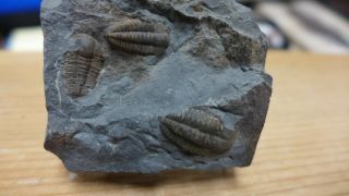 Geological Enterprises Rare Cambrian Fossil Trilobite Ellipsocephalus Hoffi Czec