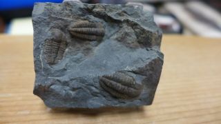GEOLOGICAL ENTERPRISES RARE Cambrian fossil trilobite Ellipsocephalus hoffi Czec 2