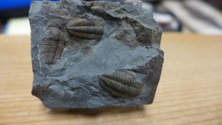GEOLOGICAL ENTERPRISES RARE Cambrian fossil trilobite Ellipsocephalus hoffi Czec 3