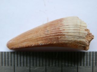 Devonian Fish Tooth 27 Mm.  Big.  Rare