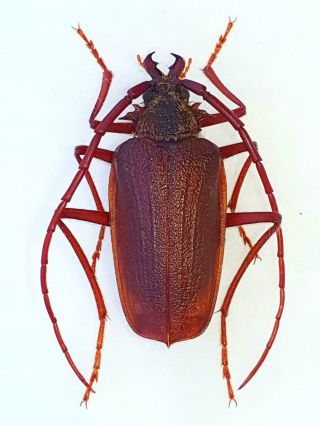 Very Rare Prioninae Acalodegma Servillei Male Huge 26mm,  Chile