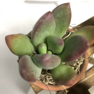 Rare Pachyveria,  Succulent Live Established Rooted Plant In 2” Terra Cotta Pot