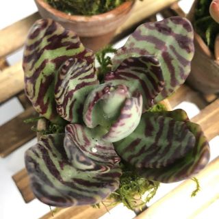 Kalanchoe Humilis - Exotic Rare Succulent Live Plant In 2 " Terra Cotta Pot