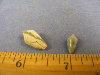 Fossils - Rare Pliocene Shells - Conus Jaspideus Stearnsi - 2