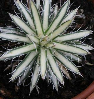 Agave Parviflora " Pinpoint " Variegated Ultra Rare Plant Usa Seller No Haworthia