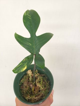 Rare Variegated Philodendron Florida Beauty Fully Rooted Cutting With Shoot.