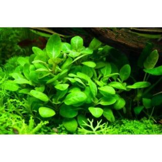 3 Lobelia Cardinalis Mini Live Aquarium Plants S/h Rare Gorgeous
