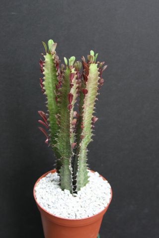 Euphorbia Trigona Rubra African Milk Tree Rare Cactus Plant Exotic Succulent 6 "