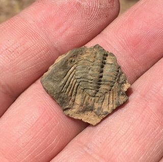 Very Rare Fossil Trilobite Kettneraspis (leonaspis) Bolivia Silurian 6