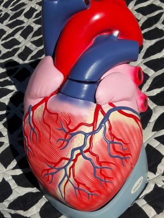 Large Human Heart Anatomical Model Diagram Anatomy Medical Med School Study Rare