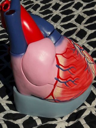 Large Human Heart Anatomical Model Diagram Anatomy Medical Med School Study RARE 2