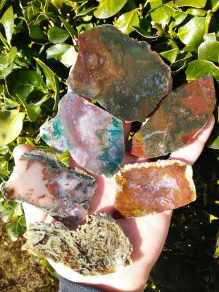 Six (6) Rare Central Oregon Plume Moss Agate Slabs Pink Green Red Cabbers 7.  3oz